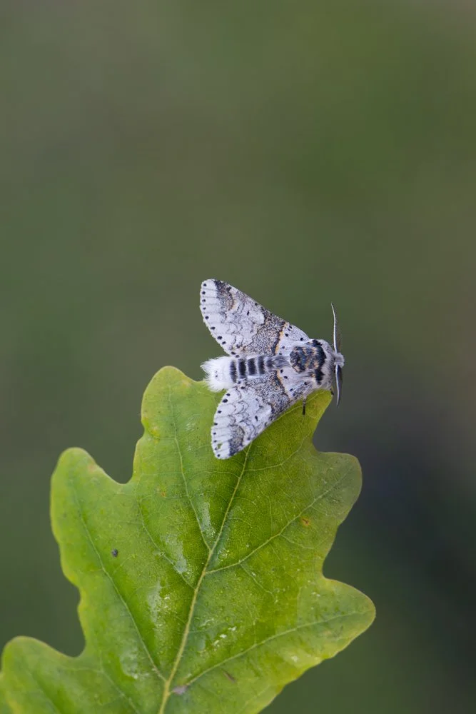 Sallow Kitten