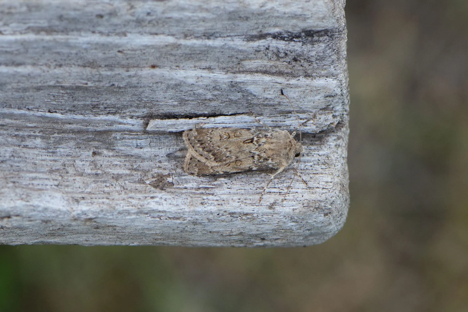 Sand Dart