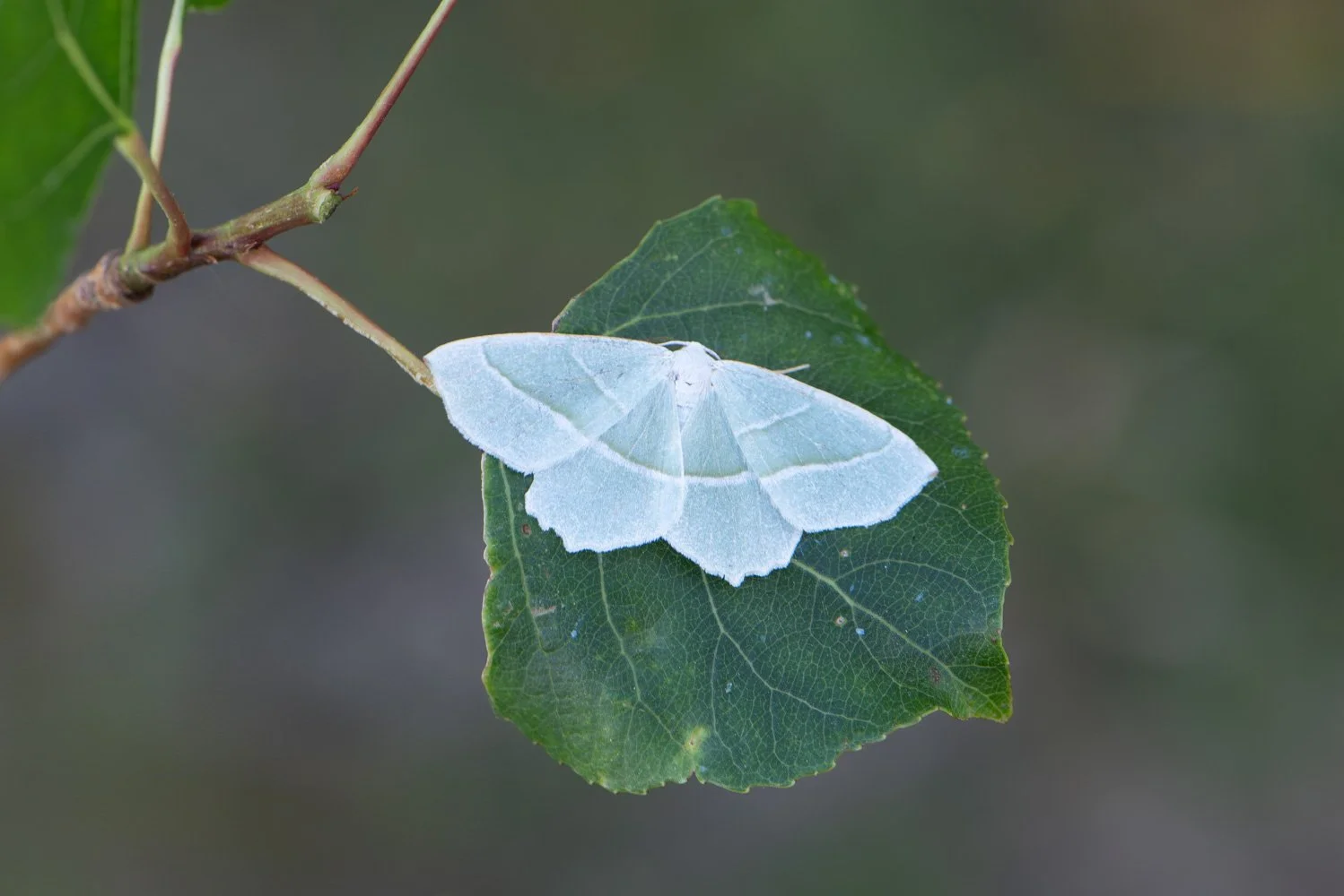 Light Emerald