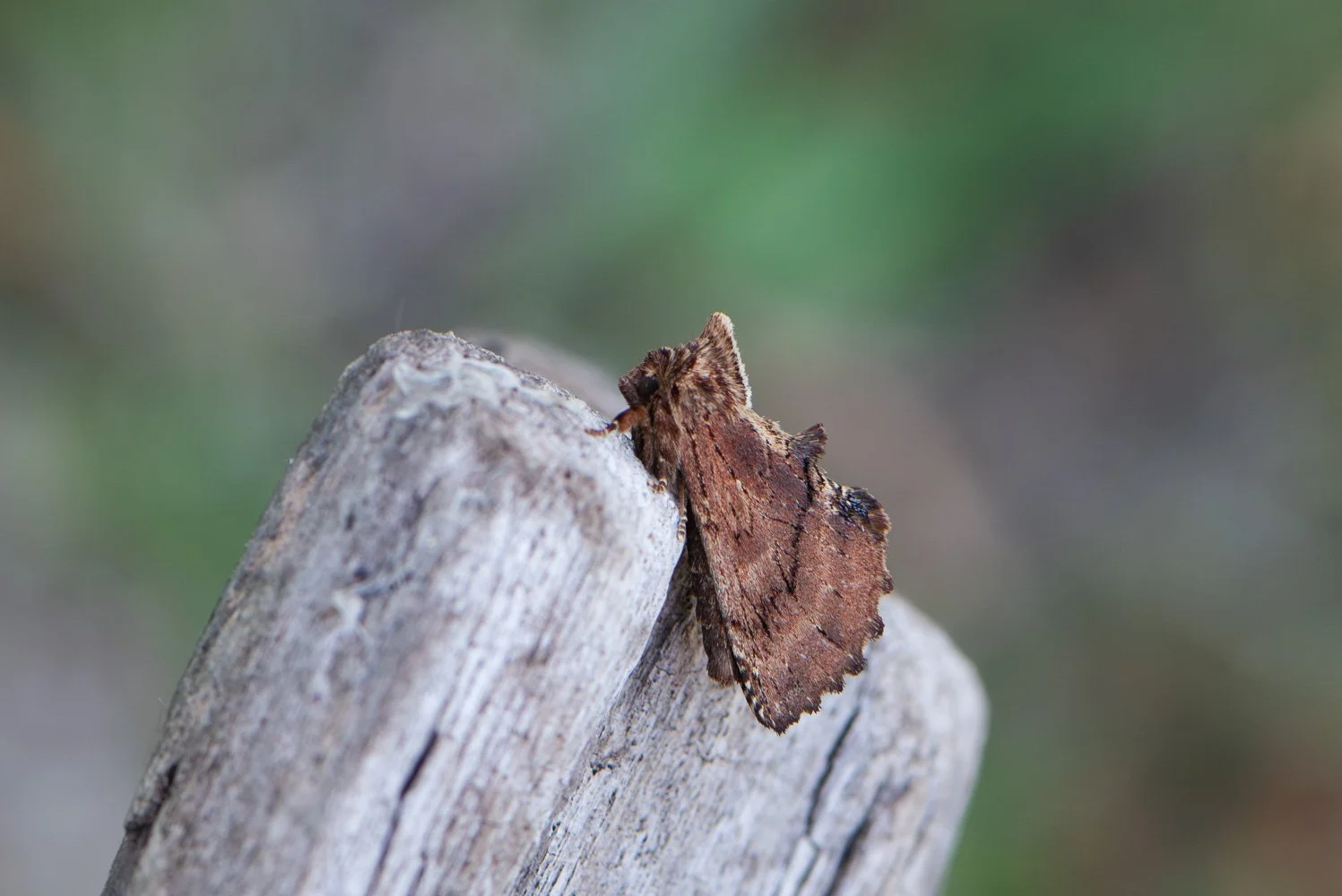Coxcomb Prominent