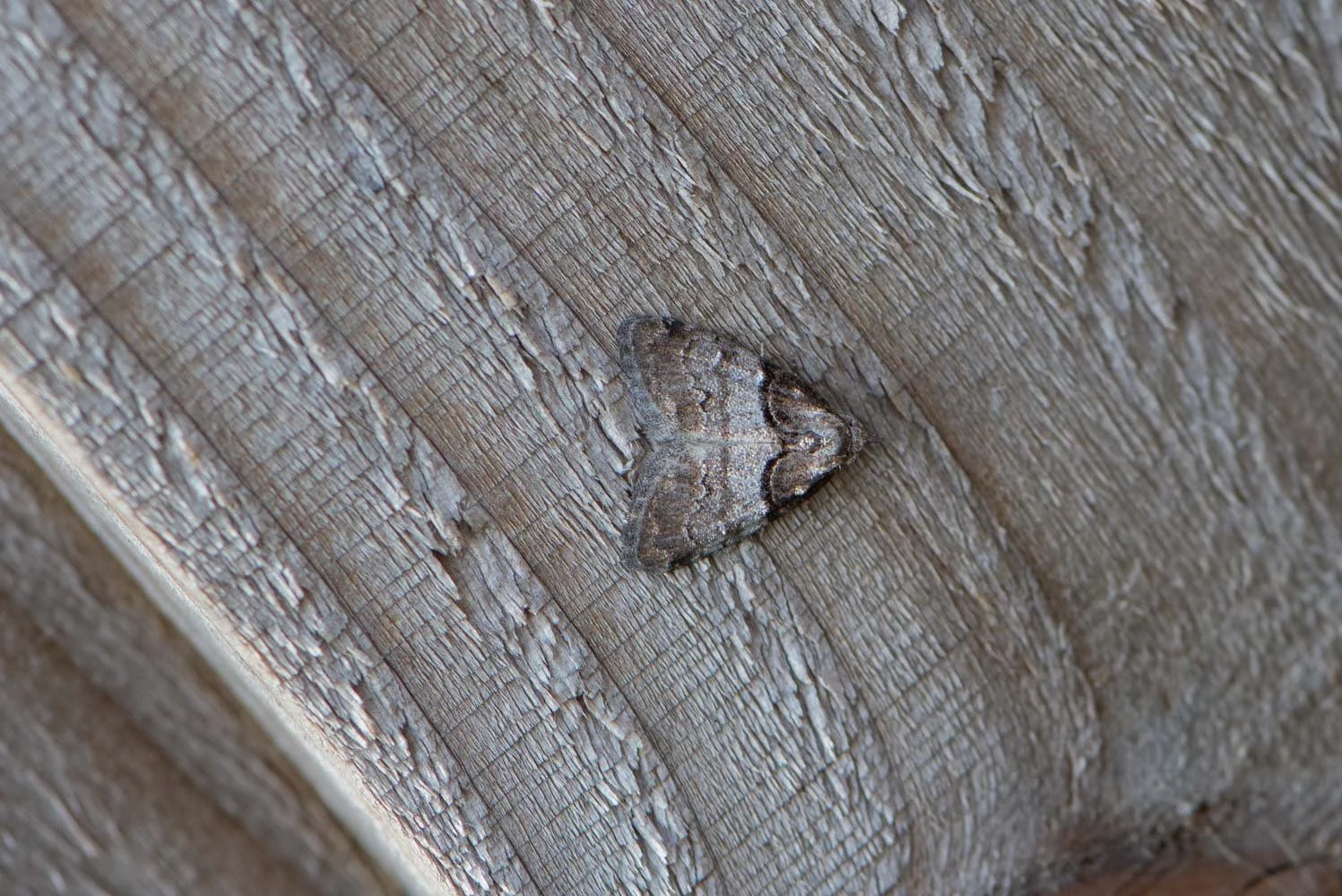 Short Cloaked Moth