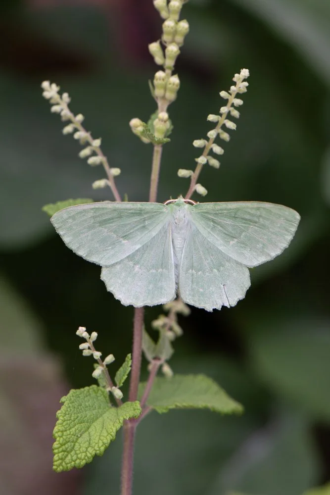 Large Emerald