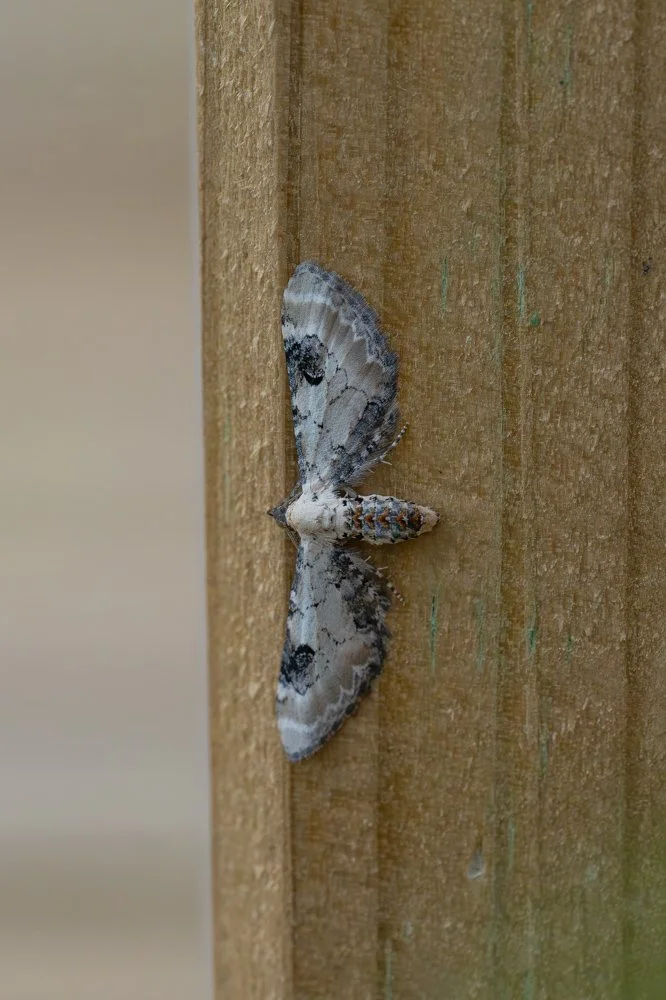 Lime Speck Pug