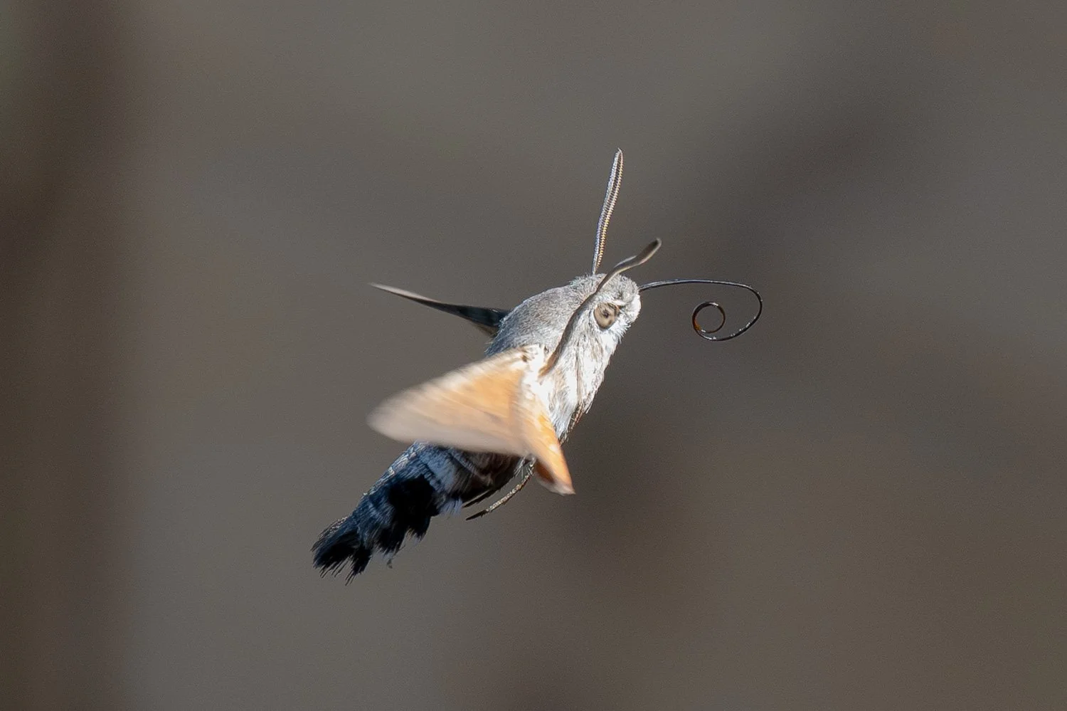 Hummingbird-Hawk Moth