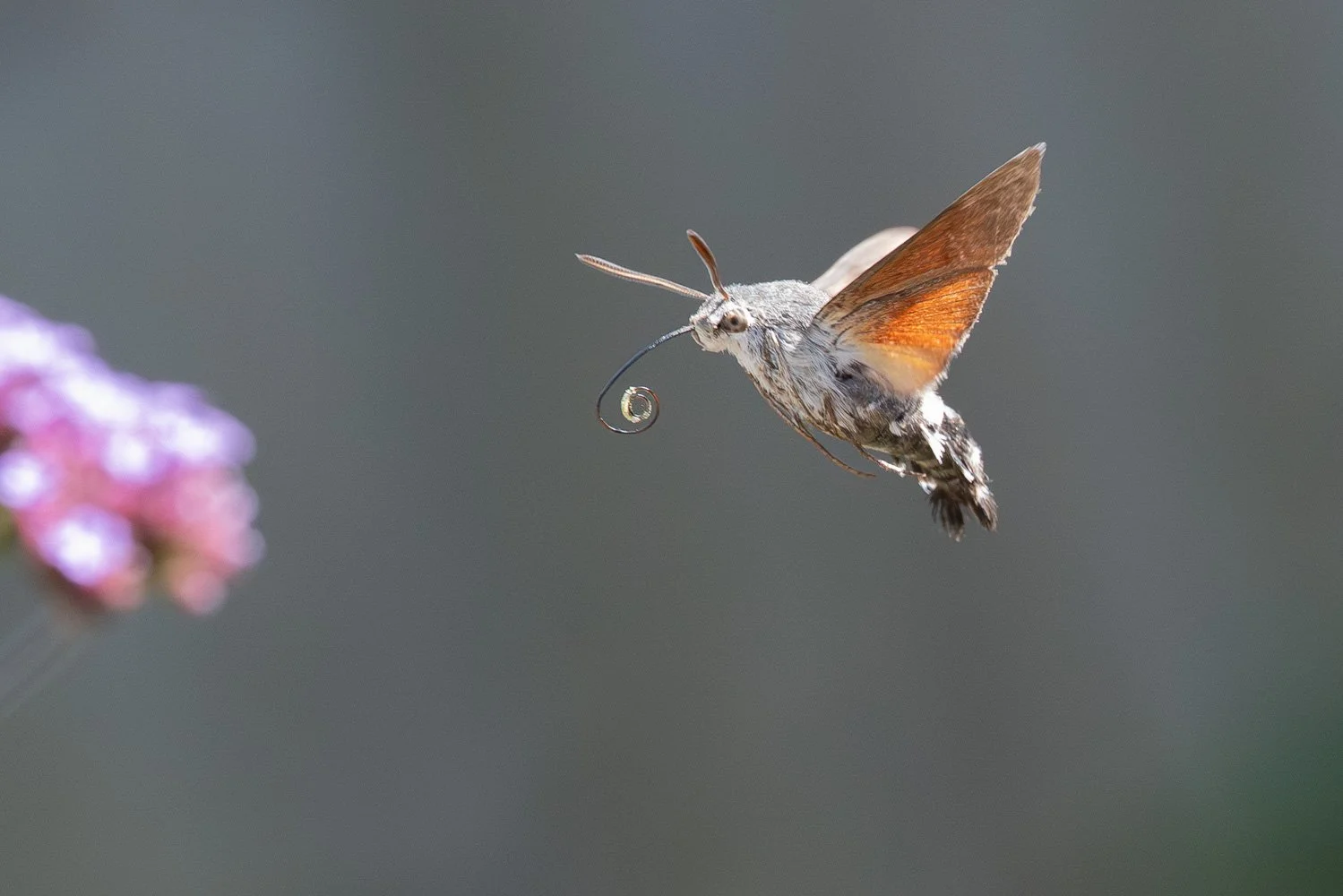 Hummingbird-Hawk Moth