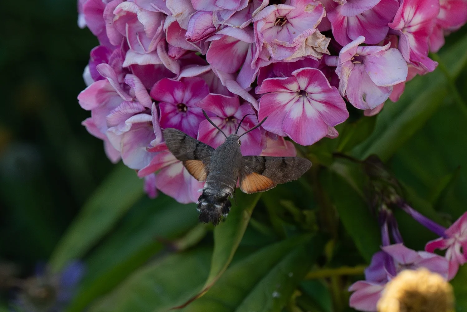 Hummingbird-Hawk Moth