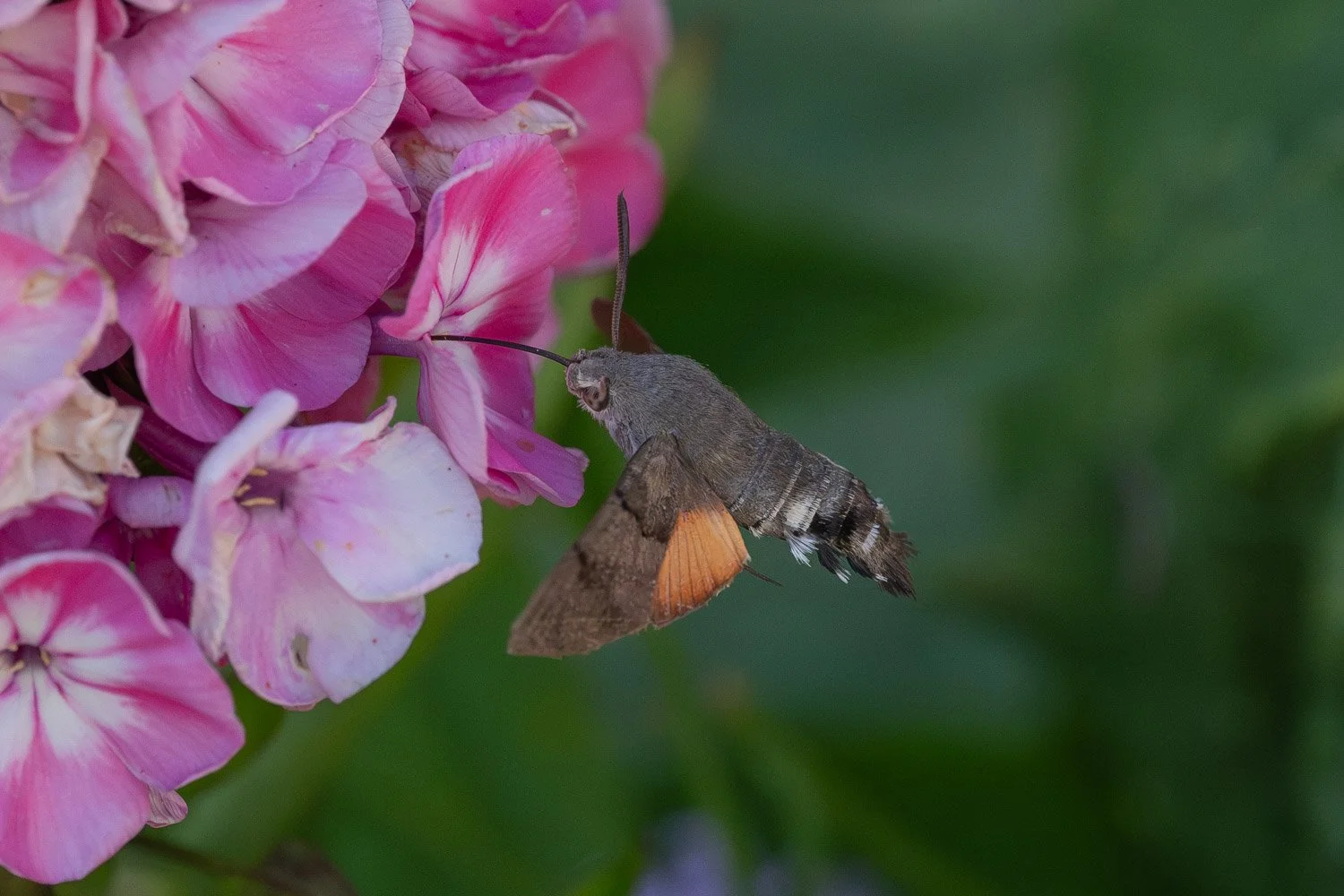 Hummingbird-Hawk Moth