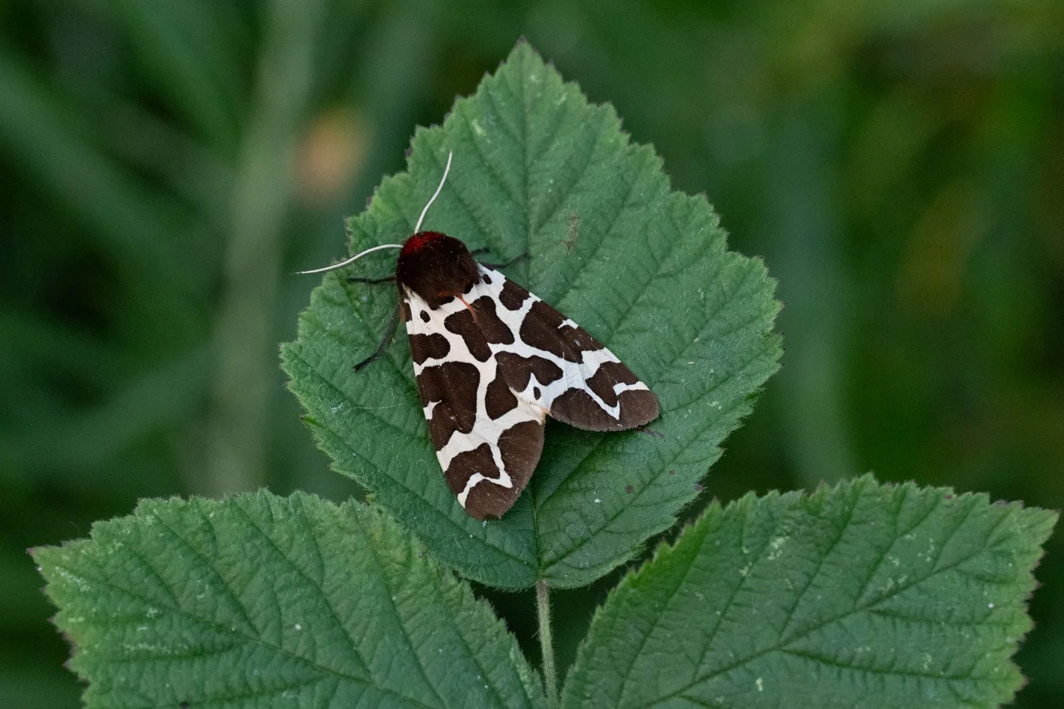 Garden Tiger