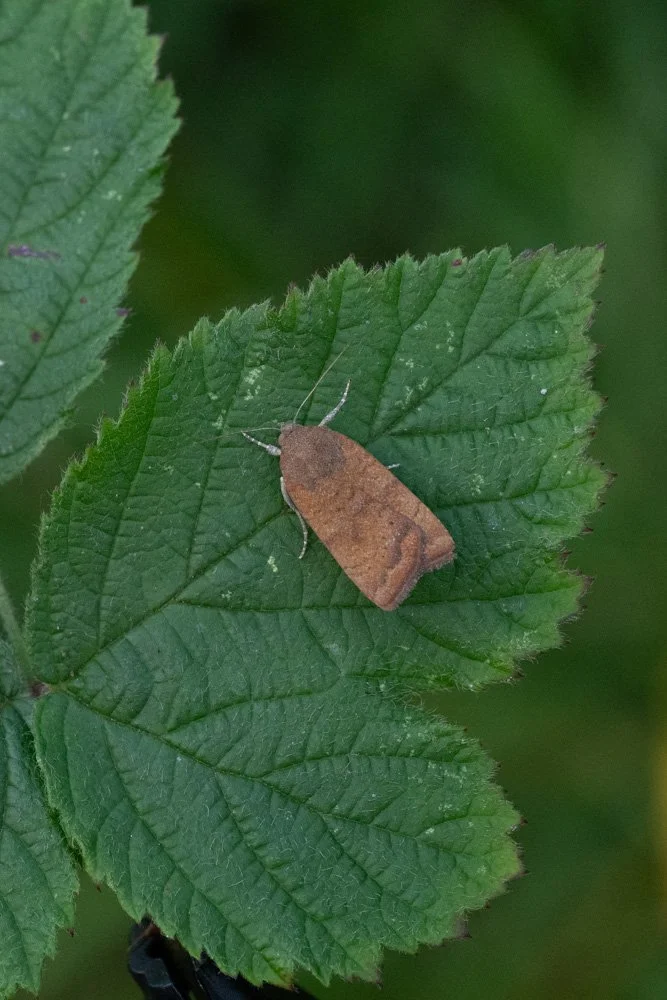 Least Yellow Underwing