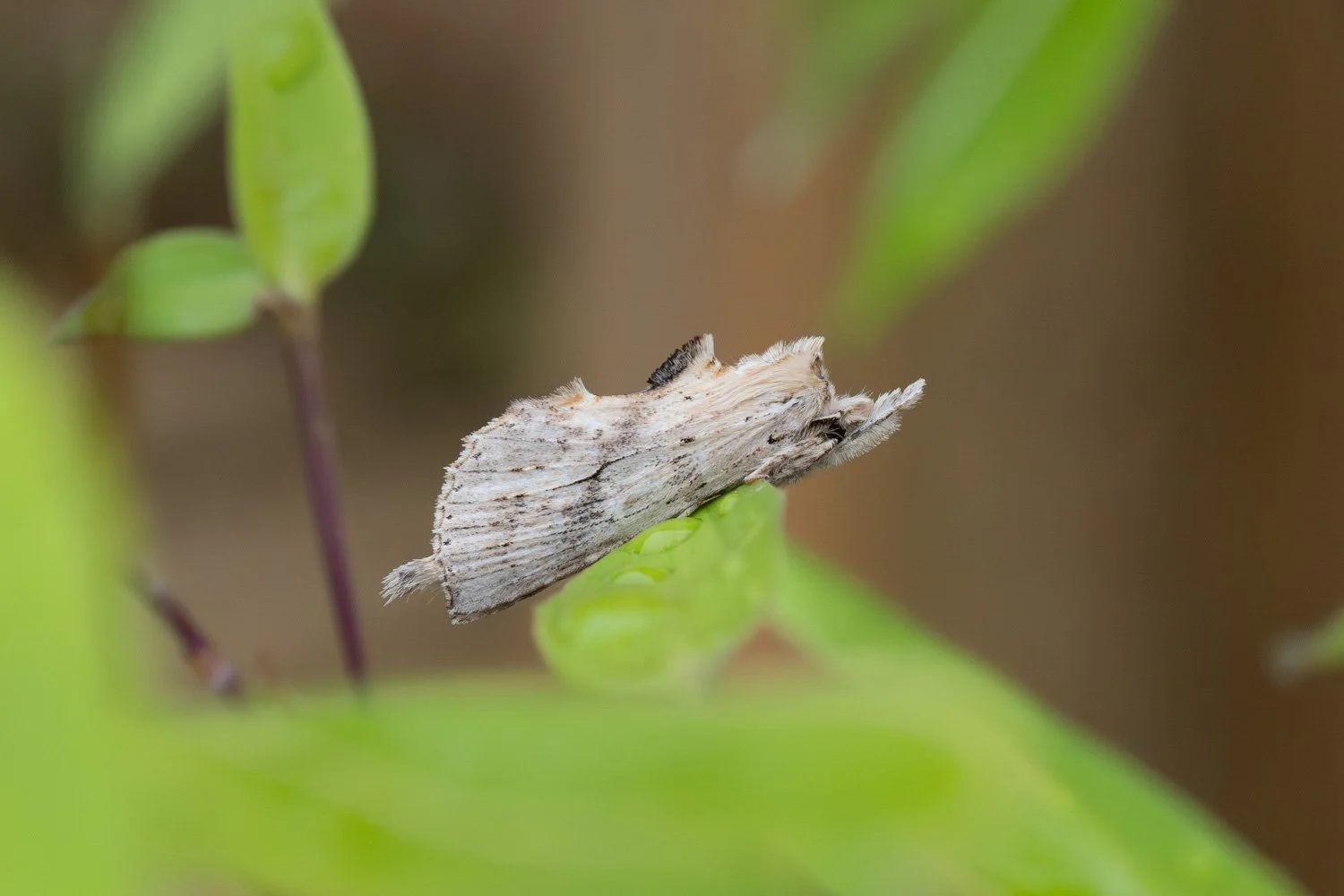 Pale Prominent