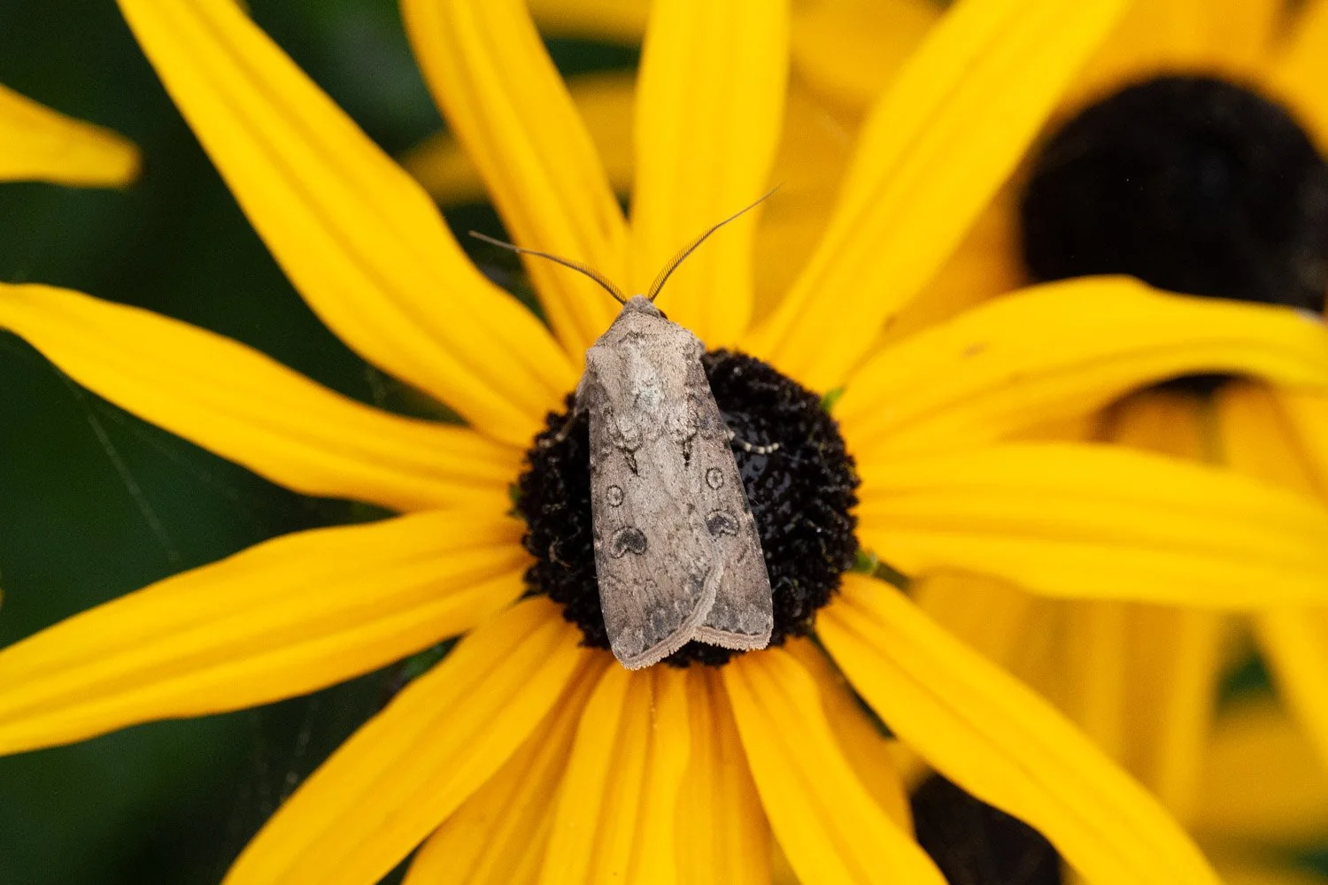 Turnip Moth
