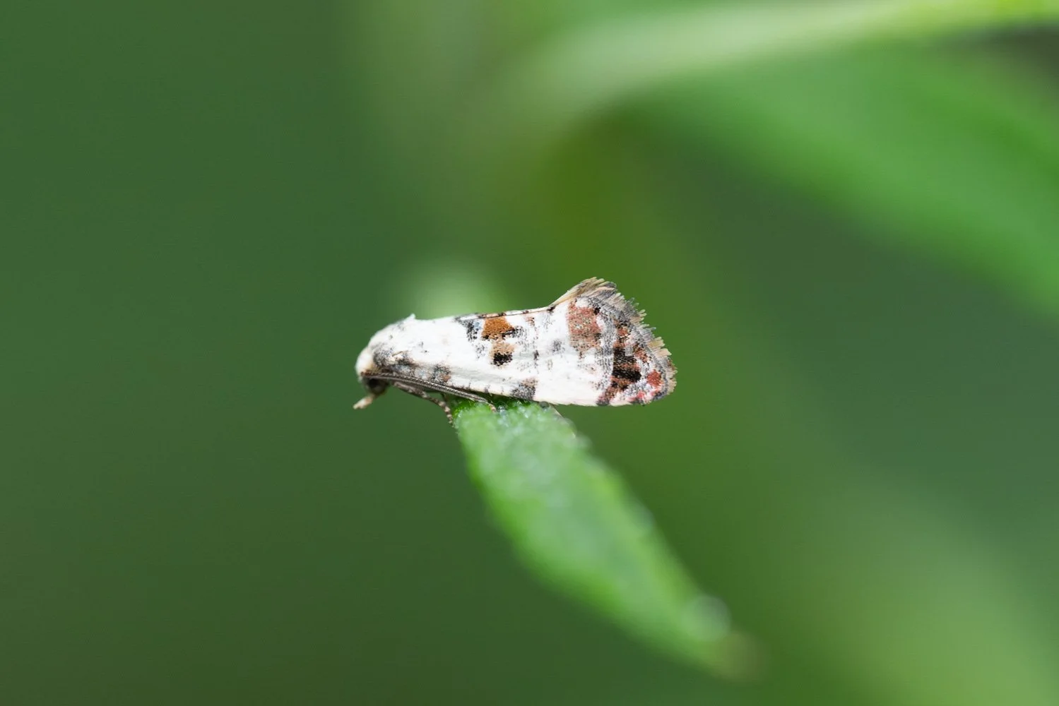 Cochylis Hybridella