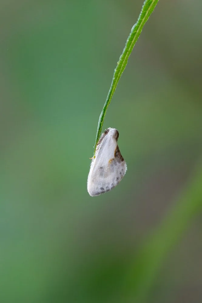 Chinese Character
