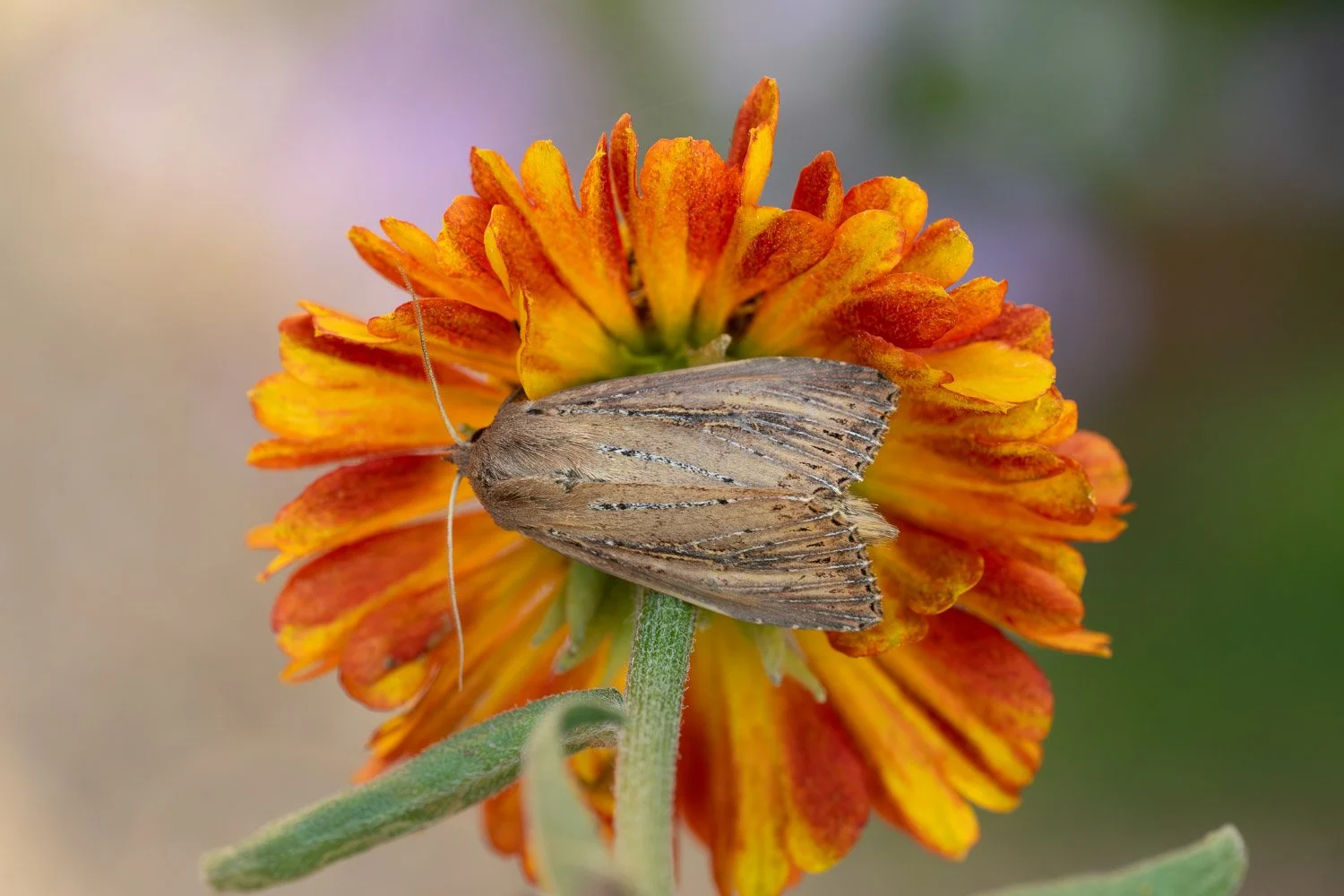 Bulrush Wainscot