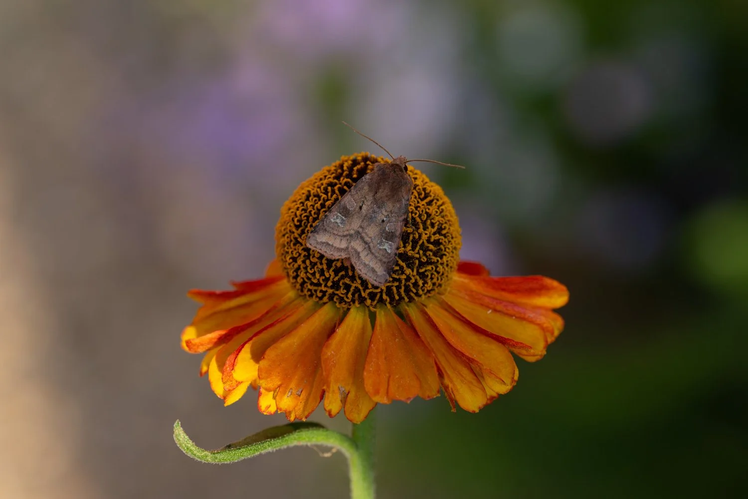 Rosy Rustic