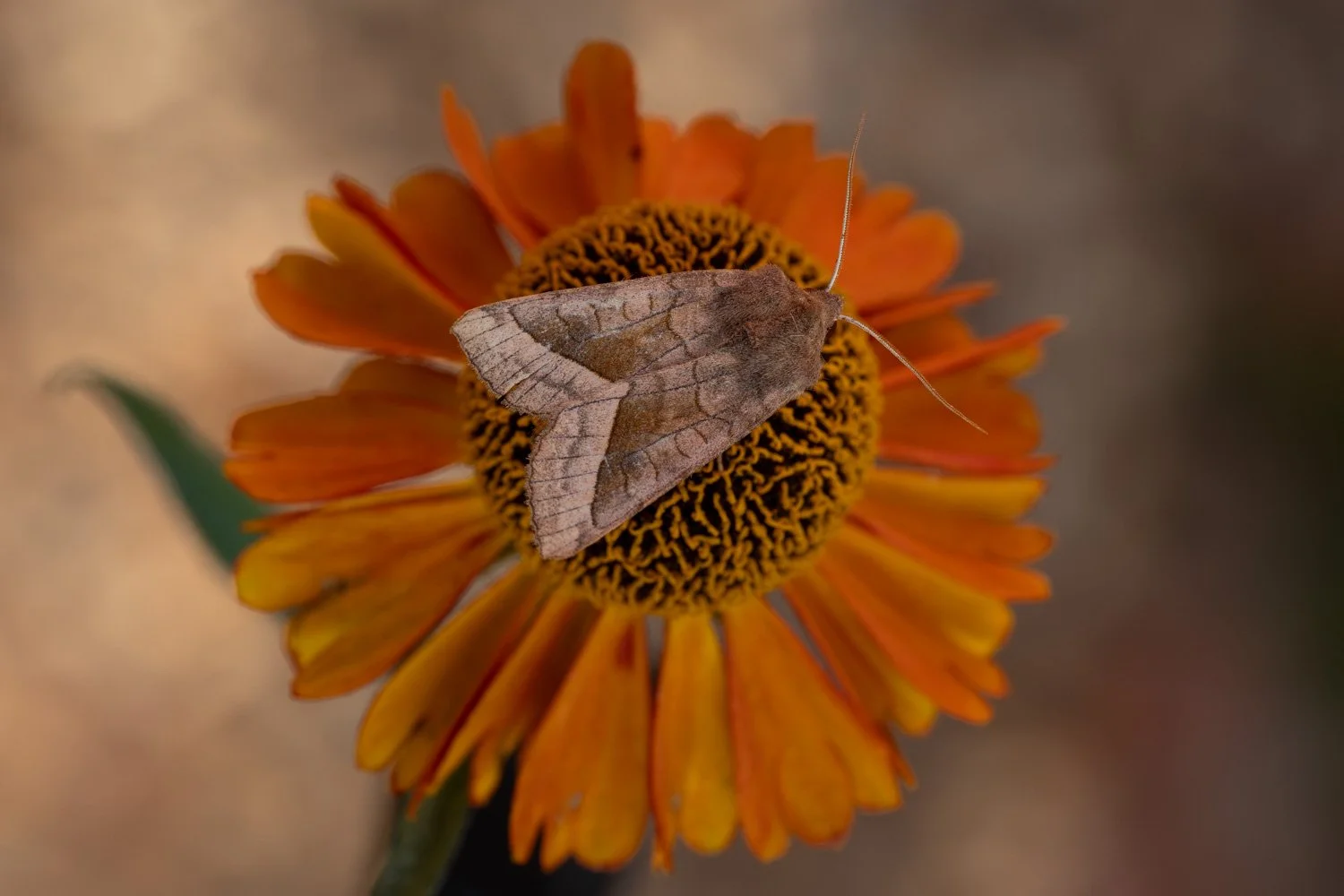 Rosy Rustic