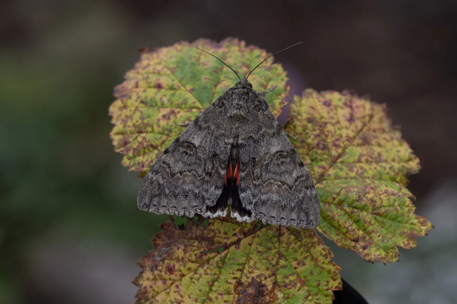 Red Underwing