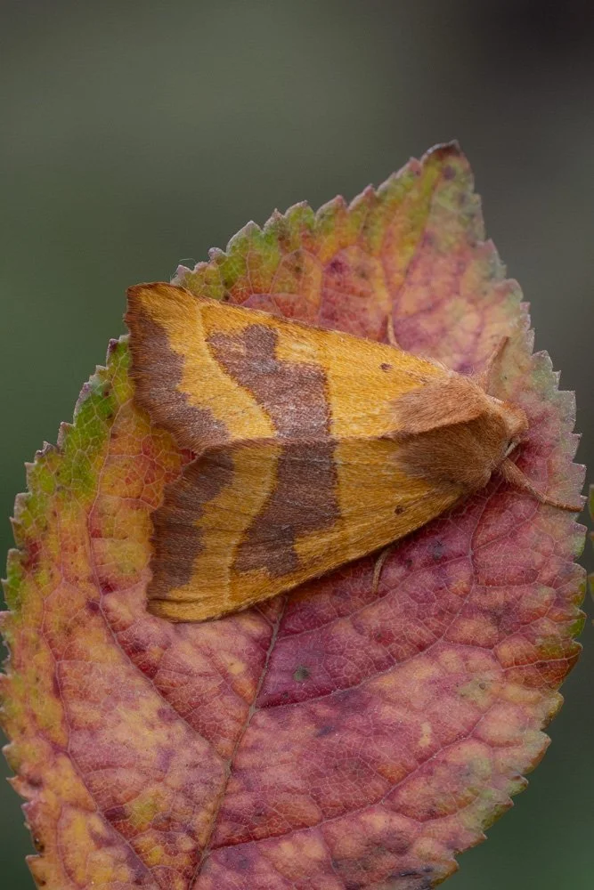 Centre Barred Sallow