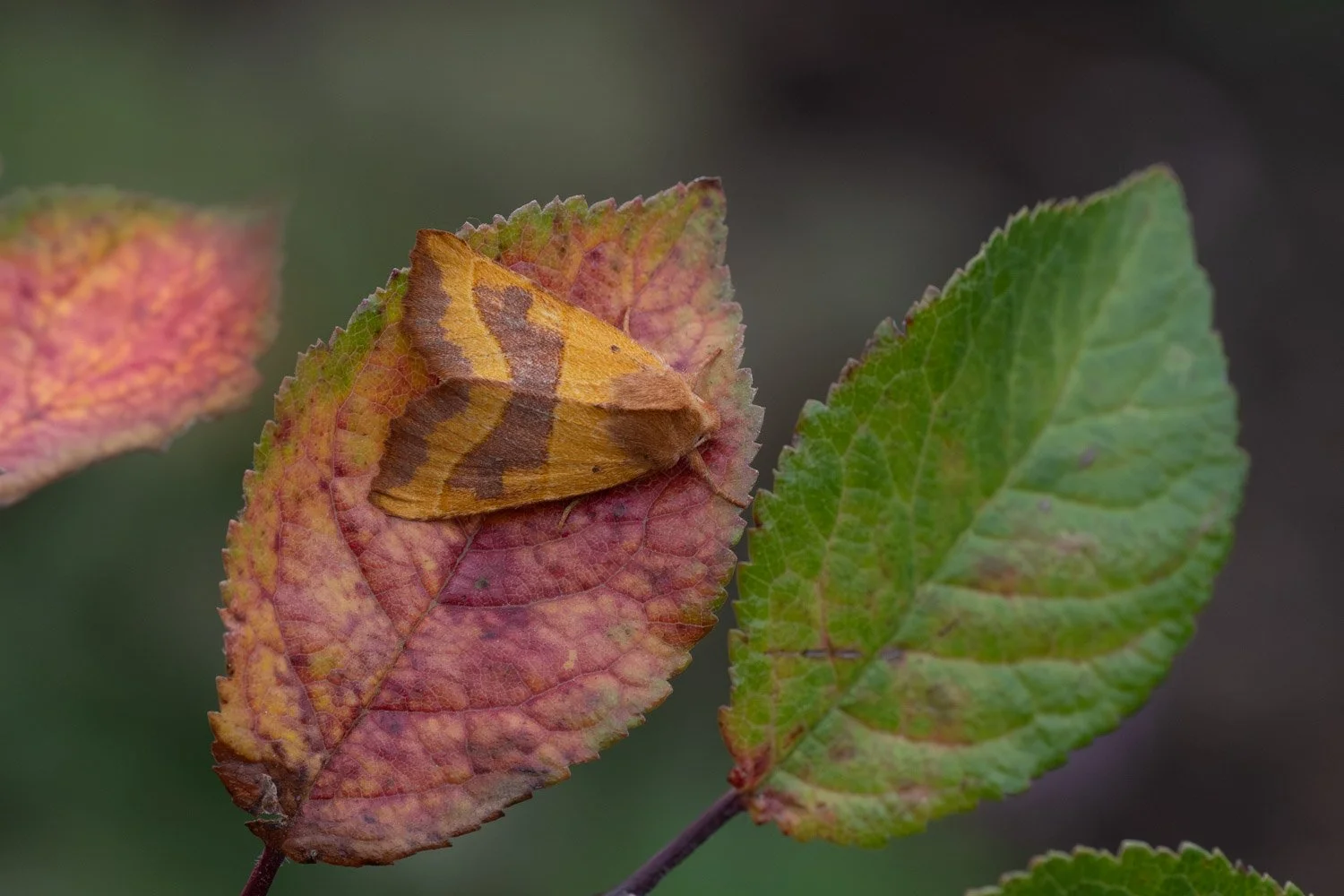 Centre Barred Sallow