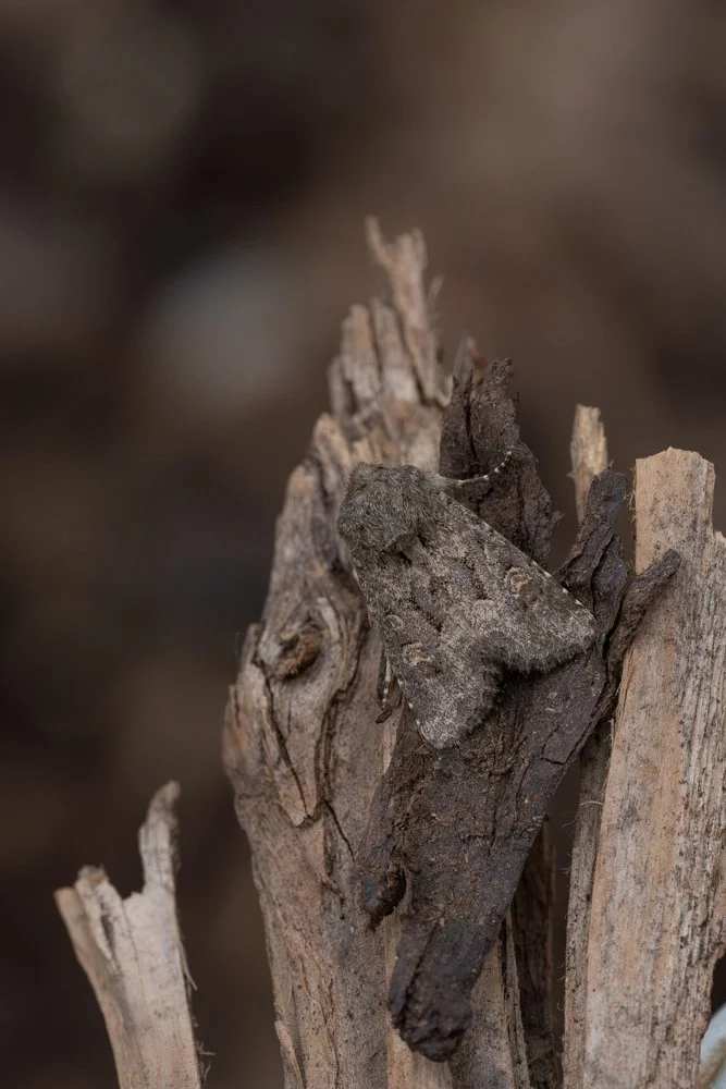 Flounced Rustic