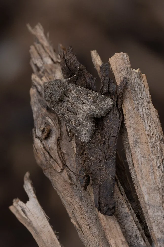 Flounced Rustic