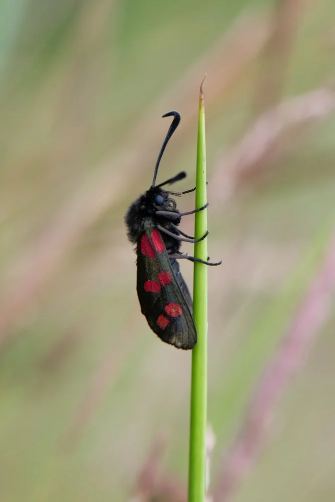 Six-Spot Burnet