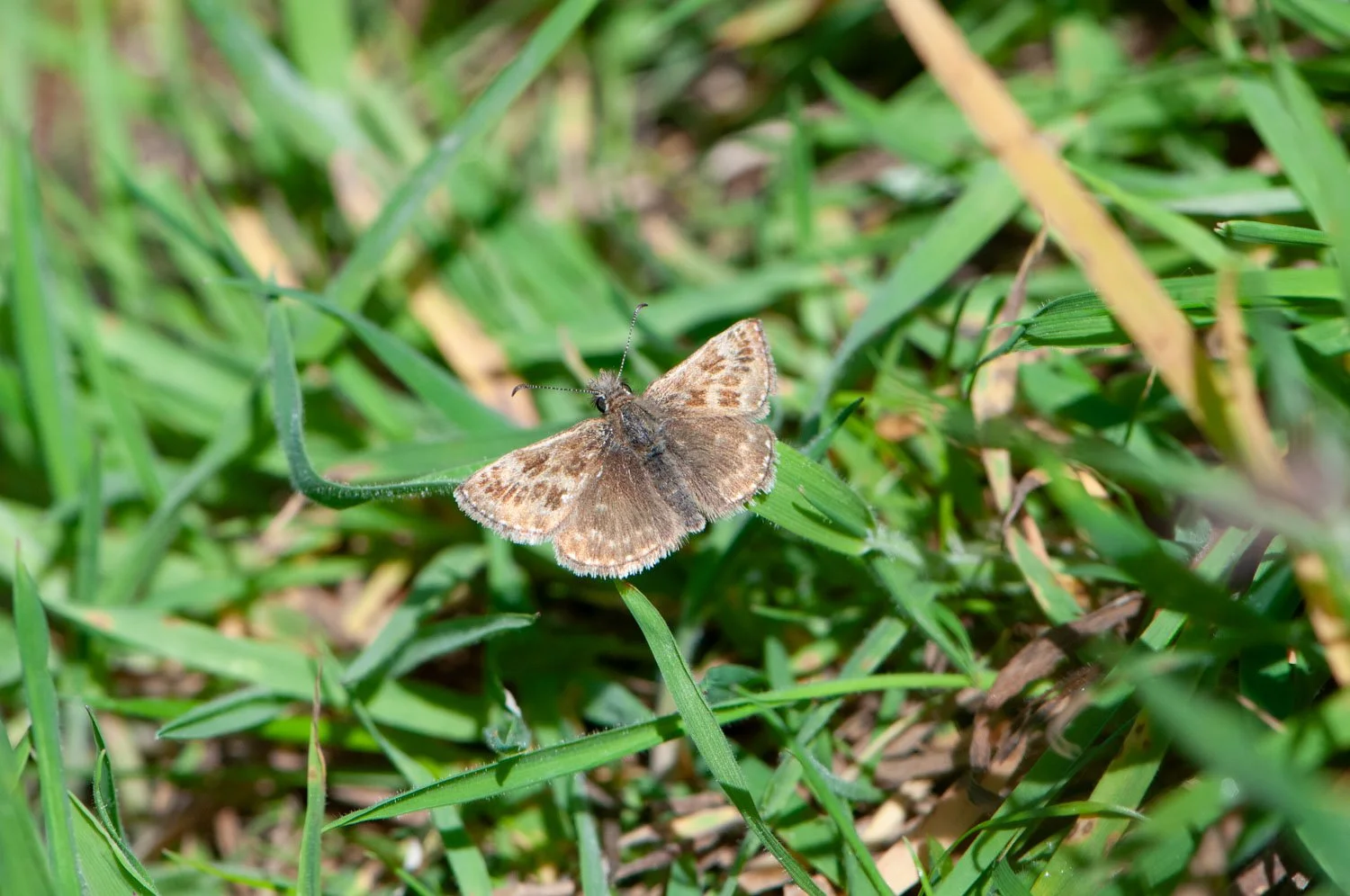 Dingy Skipper