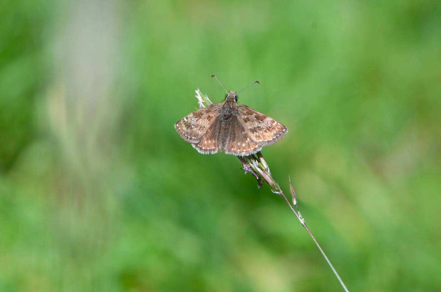 Dingy Skipper