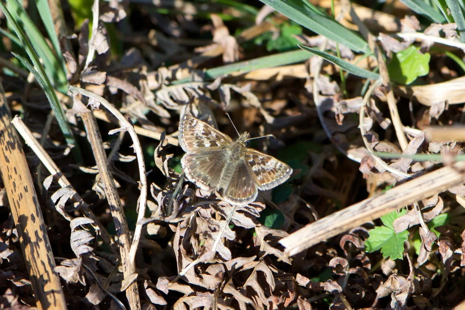 Dingy Skipper