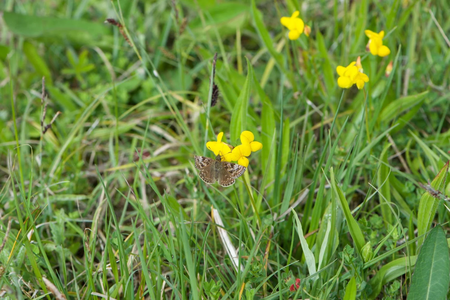 Dingy Skipper