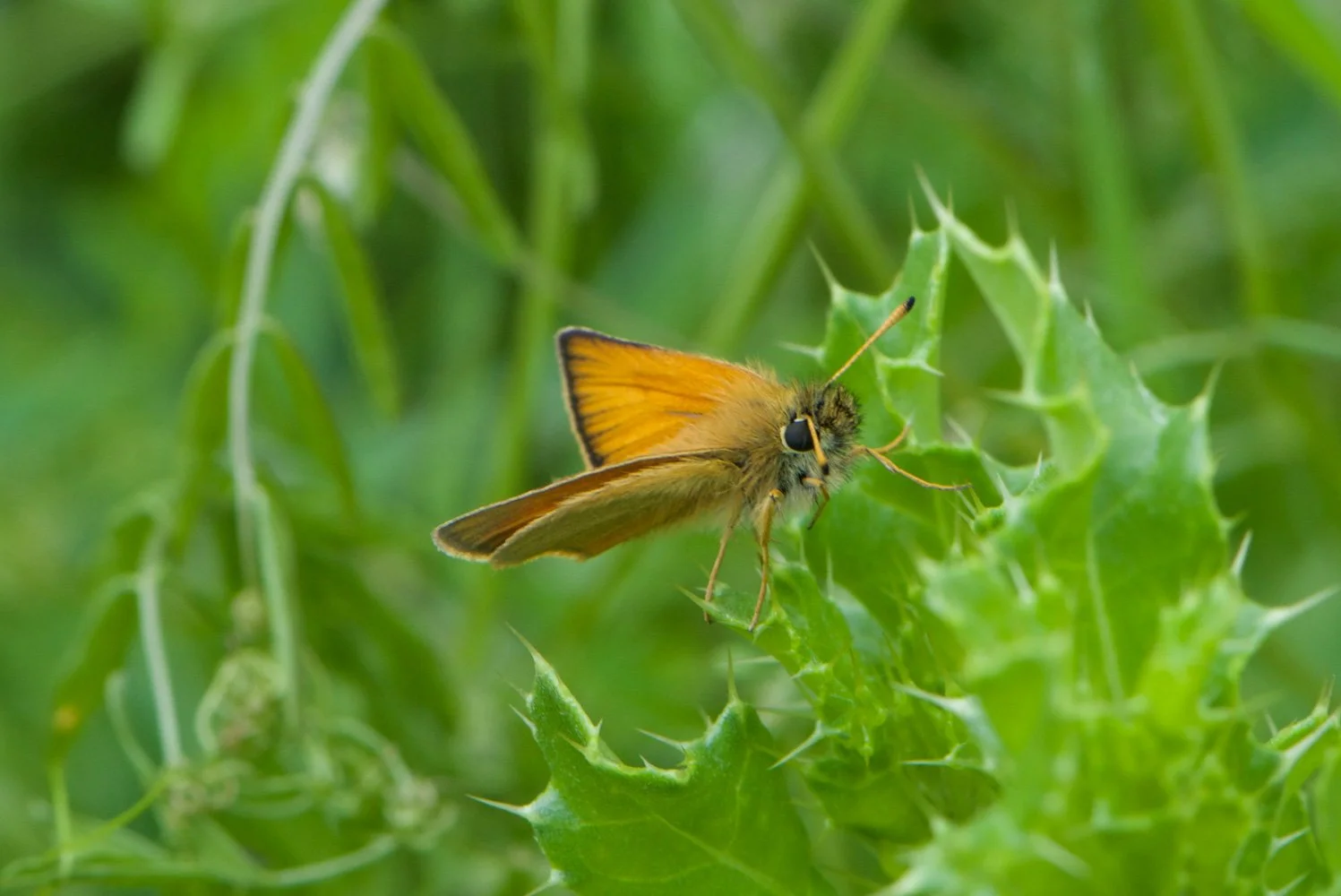 Essex Skipper