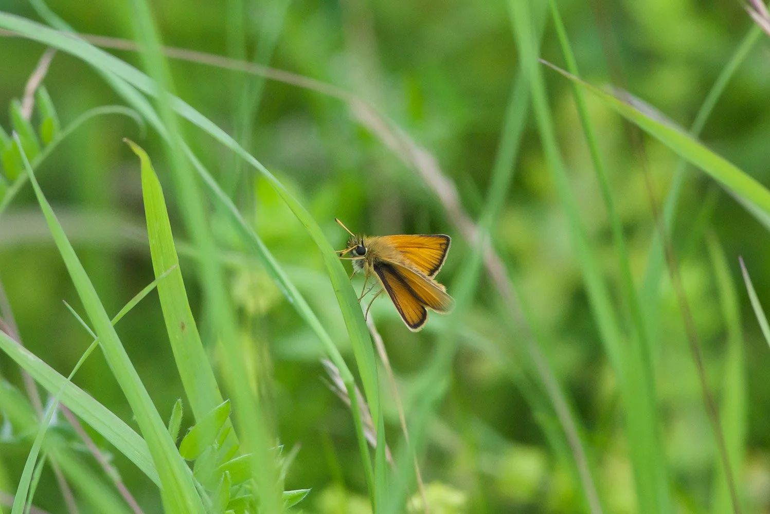 Essex Skipper