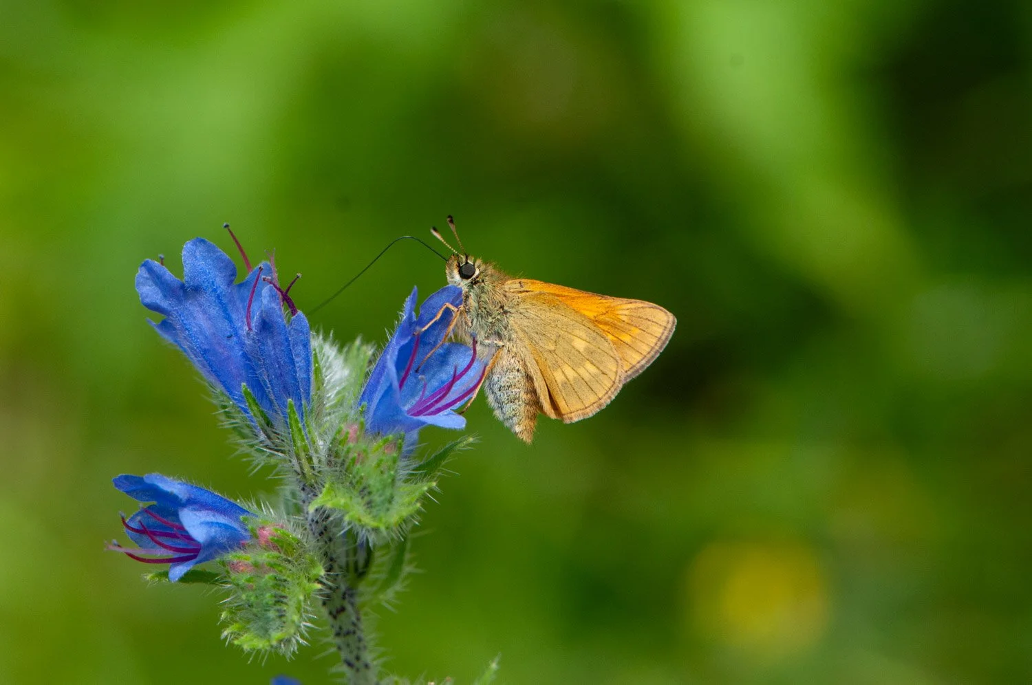 Large Skipper