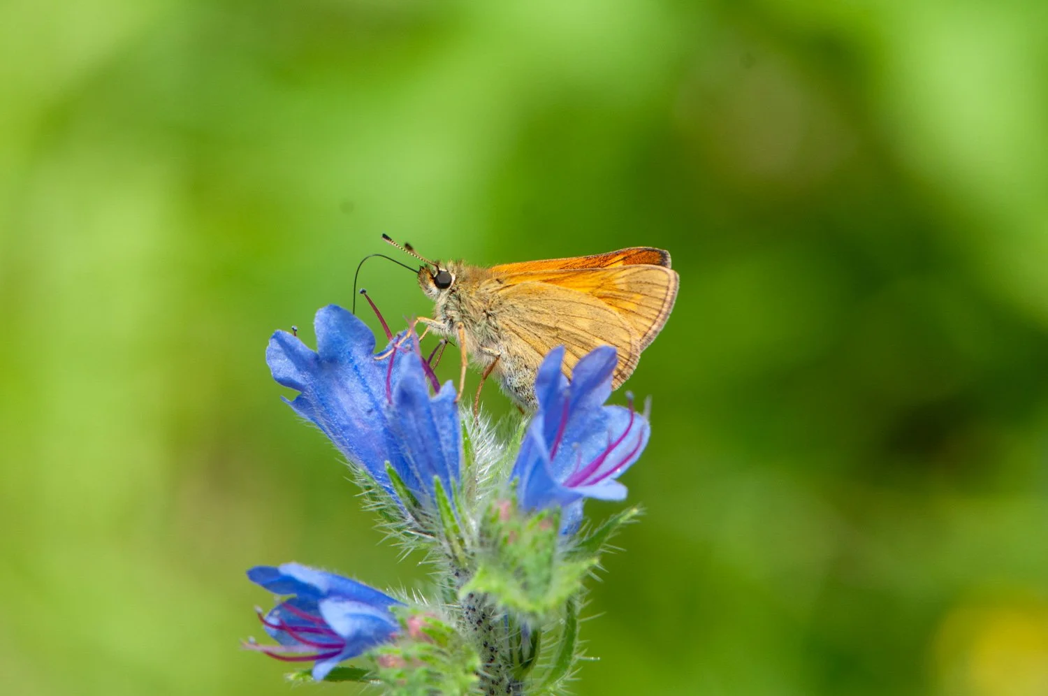 Large Skipper