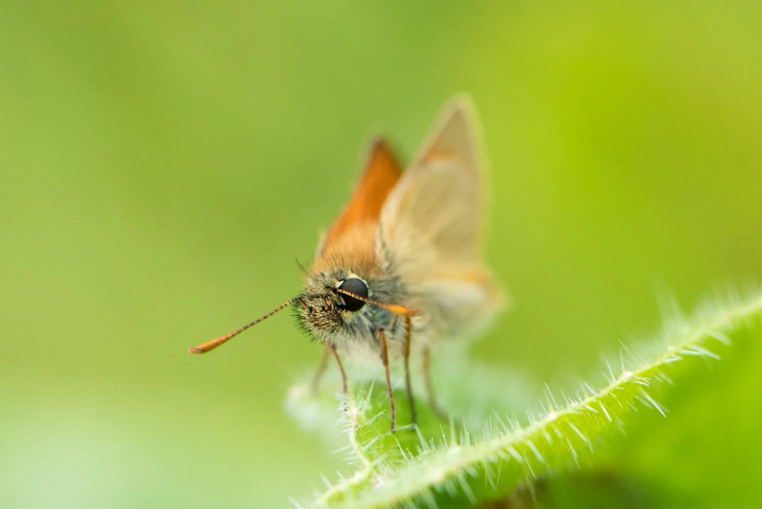 Large Skipper