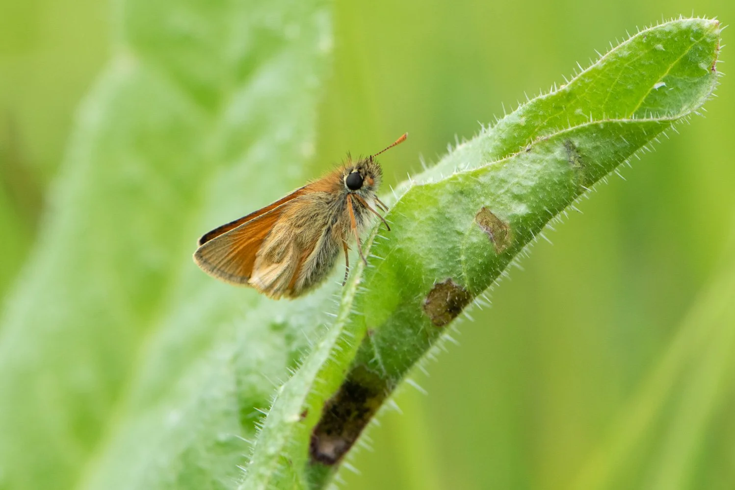 Large Skipper