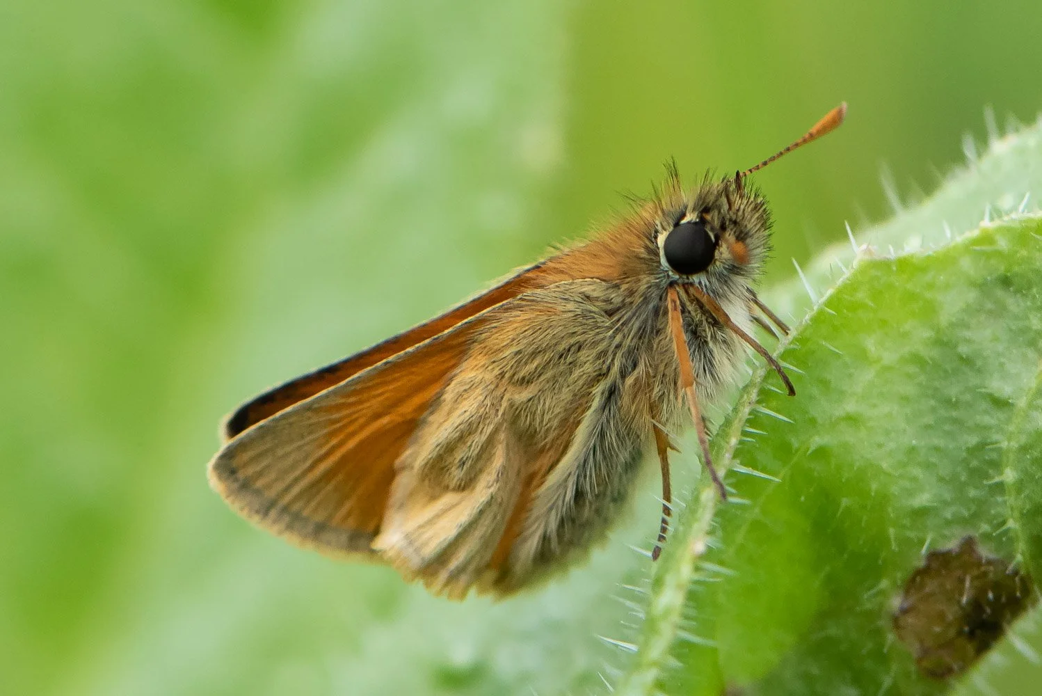 Small Skipper