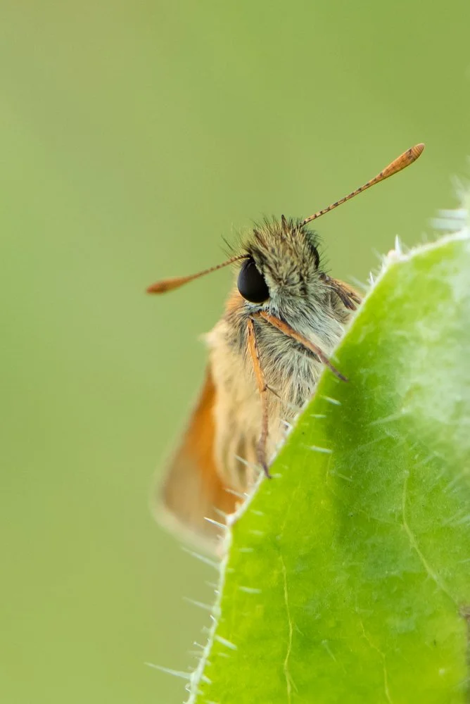 Small Skipper
