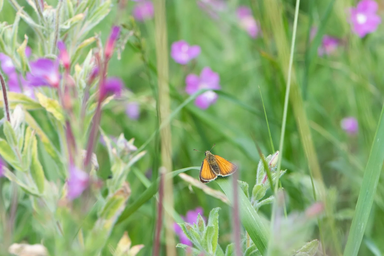 Small Skipper