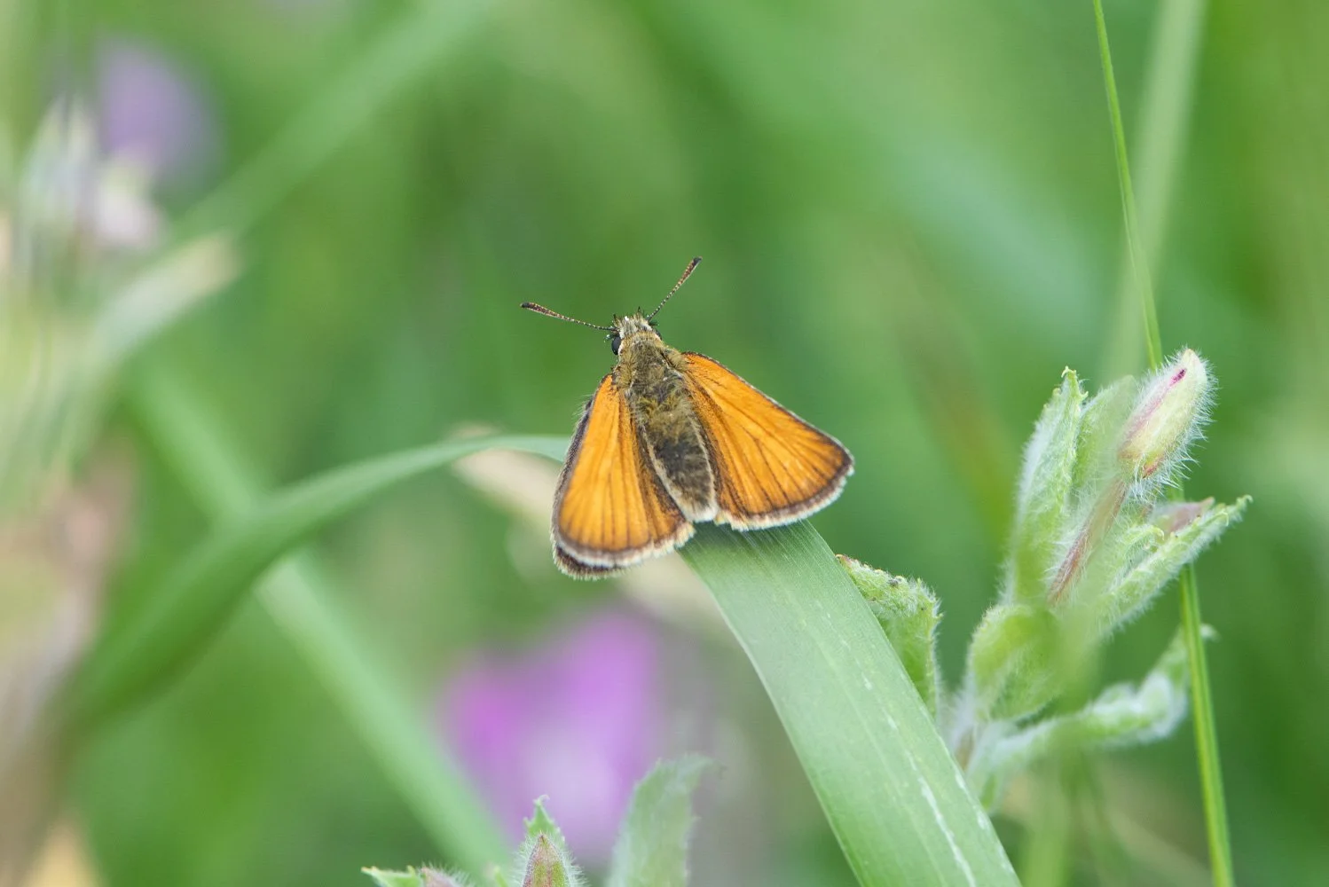 Small Skipper