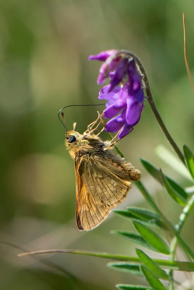 Large Skipper