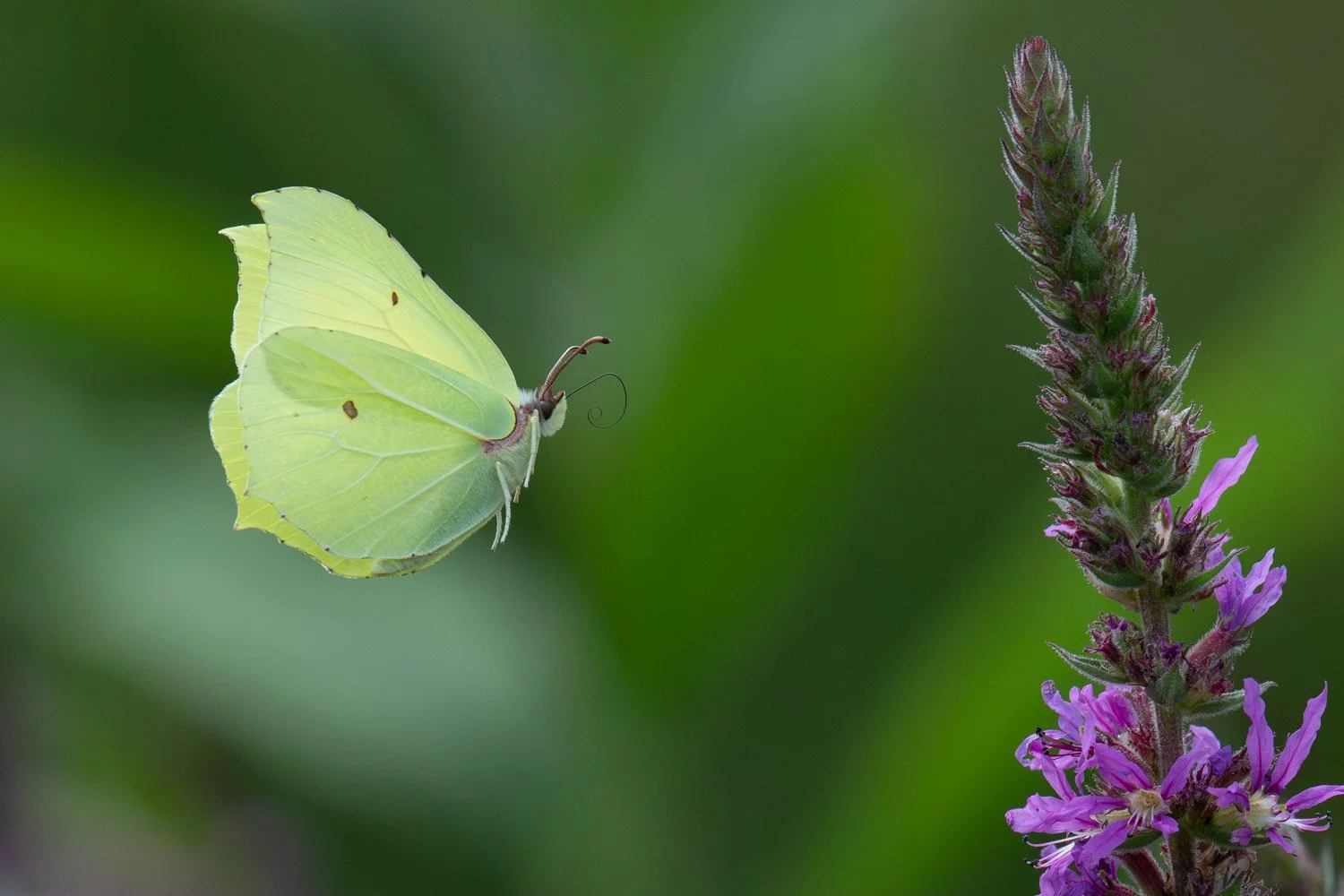 Brimstone