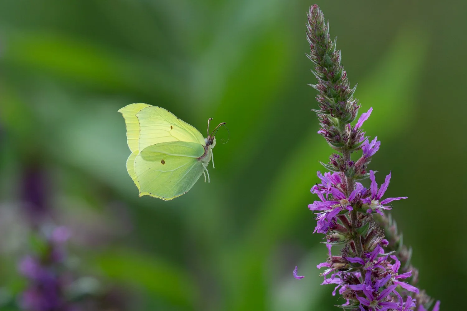 Brimstone