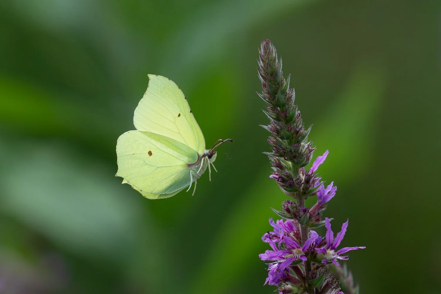 Brimstone