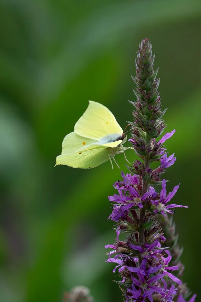 Brimstone