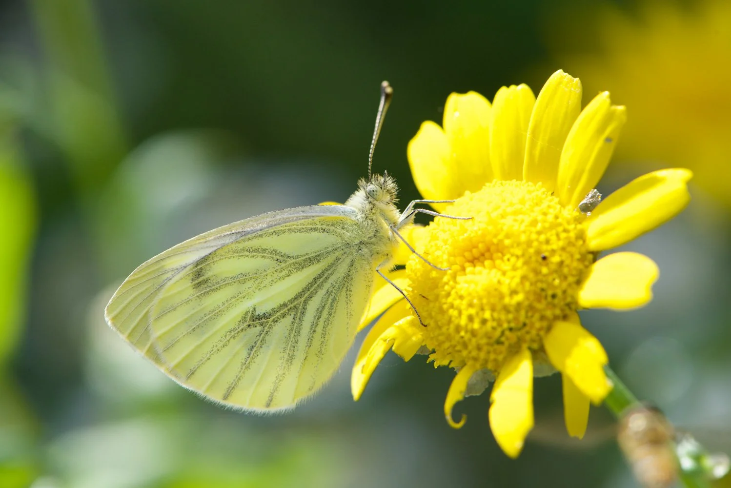 Green-veined White