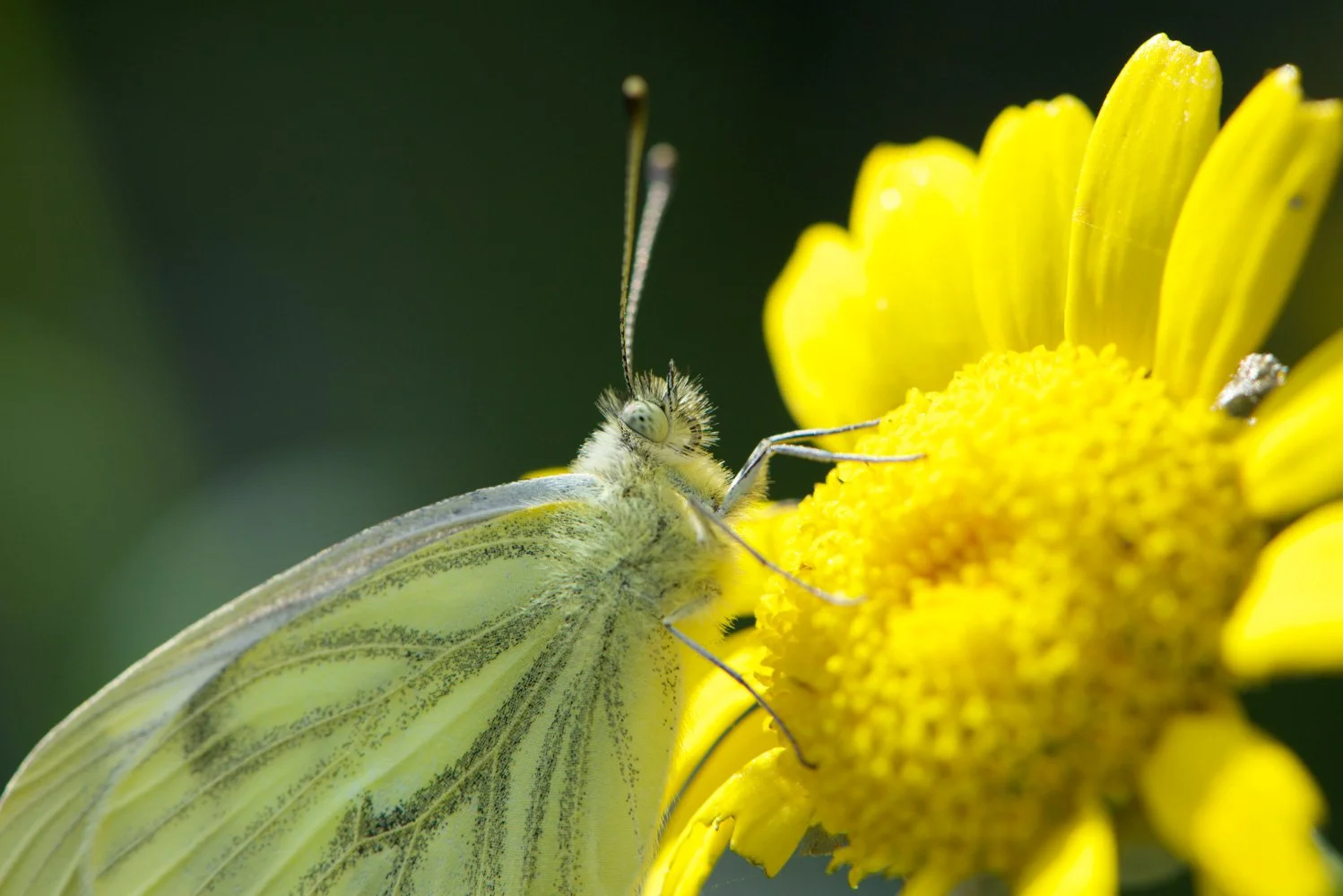 Green-veined White
