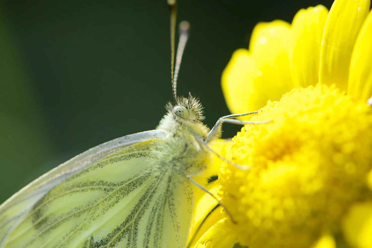 Green-veined White