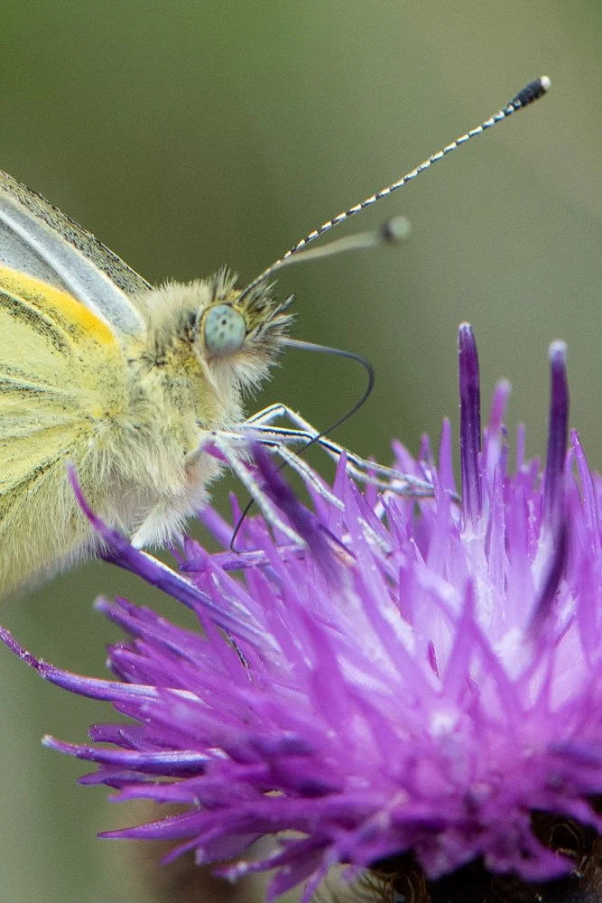 Green-veined White
