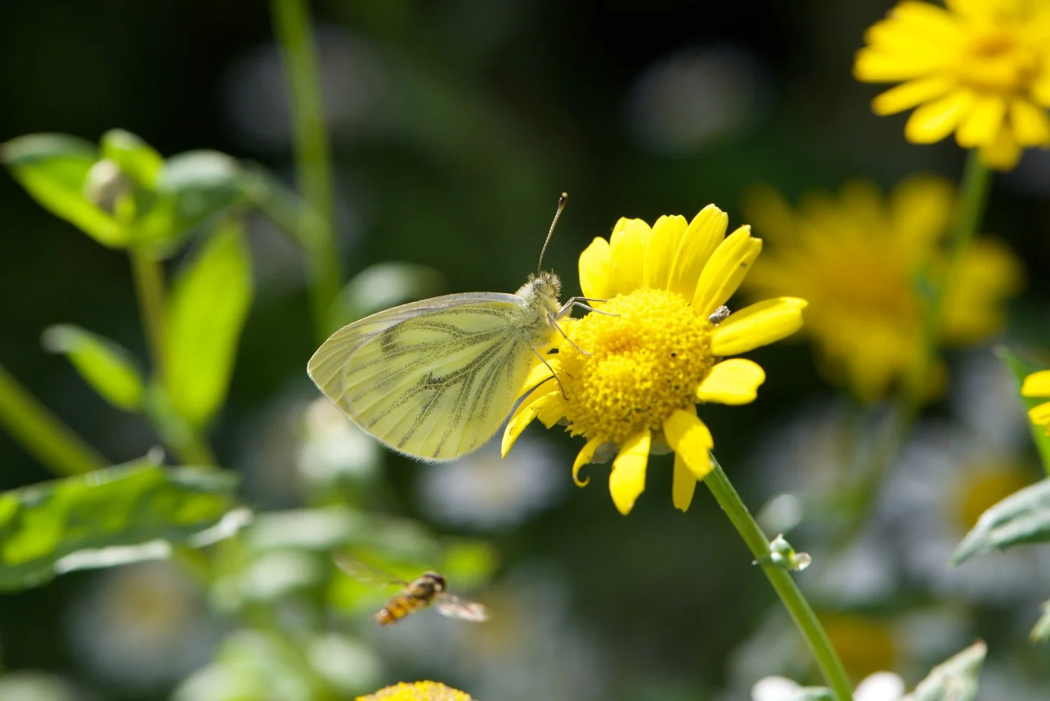 Green-veined.jpg